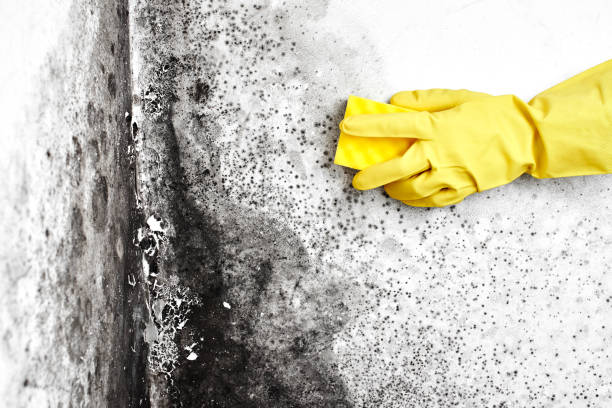 Best Mold Testing  in Cajahs Mountain, NC