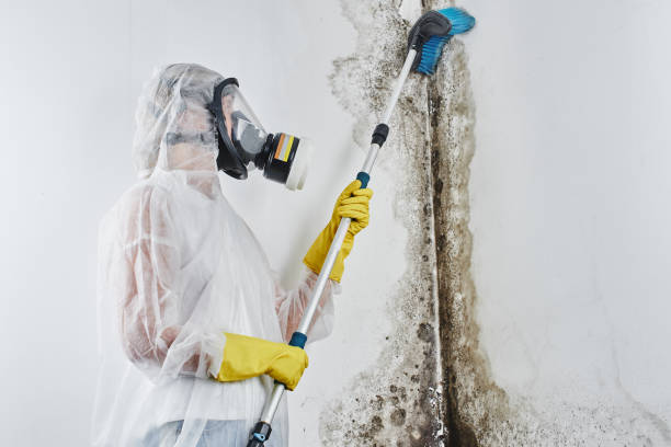 Reliable Cajahs Mountain, NC Mold Removal Solutions