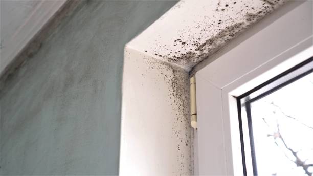 Best Mold Remediation  in Cajahs Mountain, NC