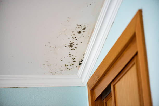 Best Mold Testing  in Cajahs Mountain, NC