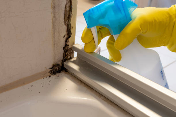 Best Same-Day Mold Removal  in Cajahs Mountain, NC