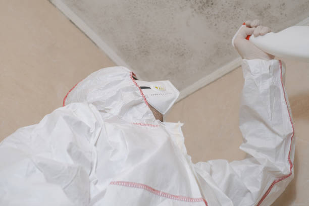 Best Toxic Mold Removal  in Cajahs Mountain, NC