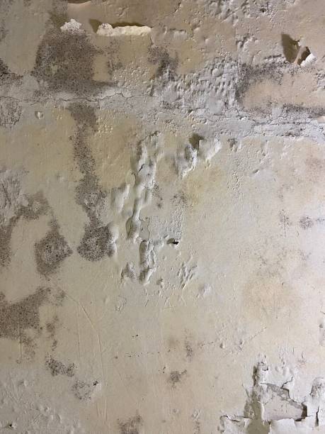 Best Affordable Mold Removal  in Cajahs Mountain, NC