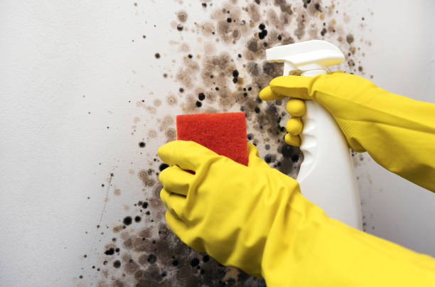 Best Mold Removal Company Near Me  in Cajahs Mountain, NC