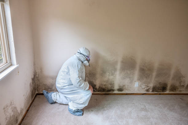 Best Mold Remediation Services  in Cajahs Mountain, NC
