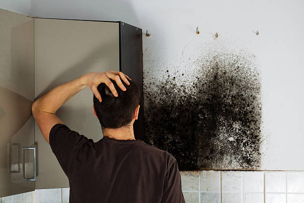 Best Black Mold Removal  in Cajahs Mountain, NC